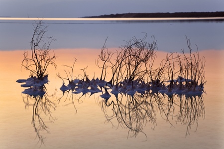  Just before dawn at the famous Dead Sea in Israel. Salt clusters grouped on the remains of a dead bush.の写真素材