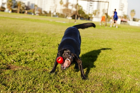 A mixed Labrador dog caught in the middle of catching a red rubber chew toy, on a sunny day at an urban park.の写真素材