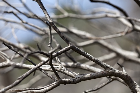 Shallow depth of field view at a cluster of dry tree branches.の写真素材