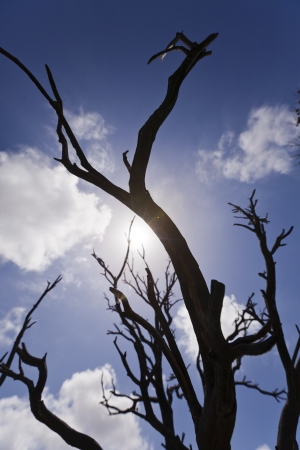 The silhouettes of burnt pine tree branches are partially covering the deep blue cloudy sky and blazing sun above.の写真素材