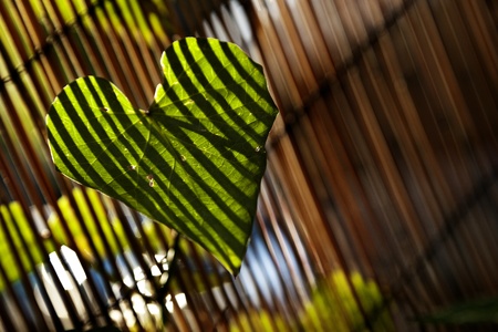 Close up at the leaf of a climber plant on blurred bamboo fence background, which in turn casts stripes of shadow on the leaf, lit by afternoon yellow sun.の写真素材