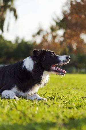 A border Collie dog sitting on the grass at the park, concentrated on something off frame の写真素材