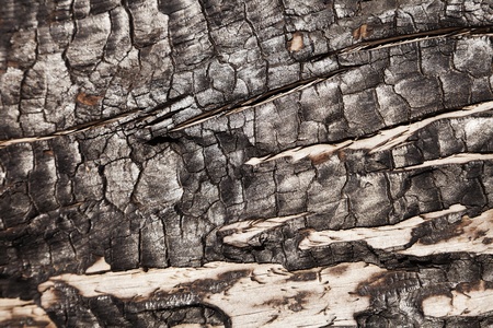 Close up macro shot of a cracked and burnt pine tree trunk, lit by the sun.の写真素材