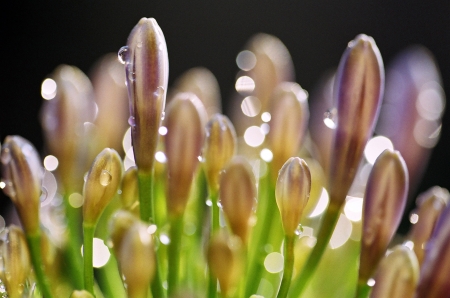 A Lily of the Nile bud with water drops on it beginning to bloom.の写真素材