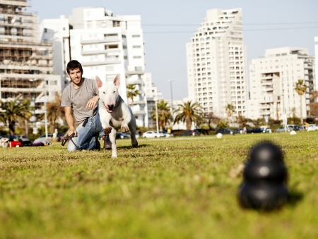 Bull Terrier dog caught in the middle of running to fetch chew toy with a large smile on its face, playing with its owner in the park.の写真素材