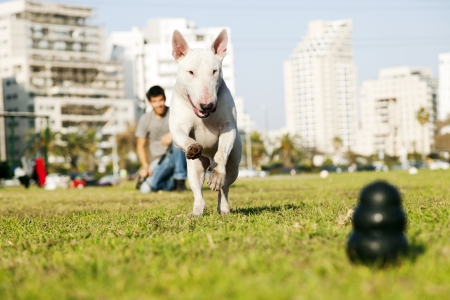 Bull Terrier dog caught in the middle of running to fetch chew toy with a large smile on its face, playing with its owner in the park.の写真素材