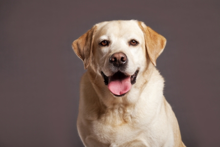 Studio portrait of a Labrador dog looking at the camera の写真素材