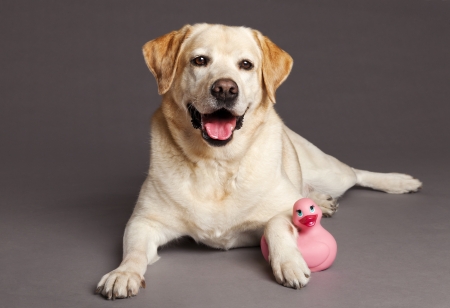 Studio portrait of a Labrador dog with a pink duck toy の写真素材