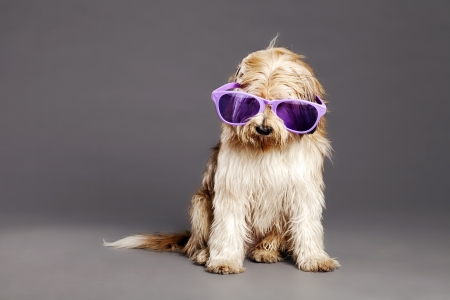 Studio portrait of a mixed-race dog, its eyes hidden by the over sized funky purple glases and lots of fur の写真素材