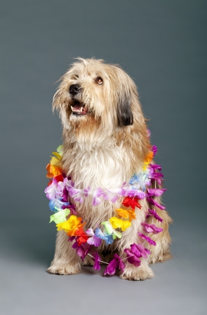 Studio portrait of a mixed-race dog, looking up wearing a Hawaiian synthetic flower necklace の写真素材