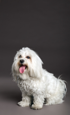 Studio portrait of a Maltese dog の写真素材