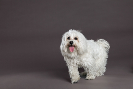 Studio portrait of a Maltese dog.