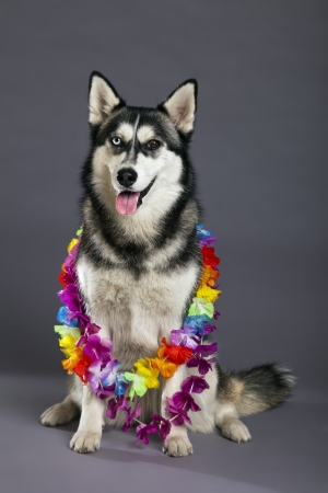 Studio portrait of a Siberian Husky female dog with mixed eye colors - one blue, the other brown. She's wearing a Hawaiian flower necklace.の写真素材
