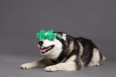 Studio portrait of a Siberian Husky female dog wearing a pair of funky clover-shaped green glasses.の写真素材