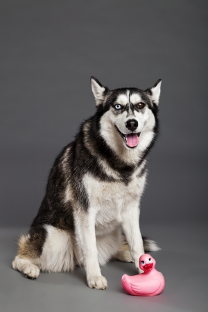 Studio portrait of a Siberian Husky female dog with a pink rubber duck.の写真素材