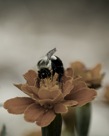 Bumble bee eating from an orange flower desaturatedの写真素材