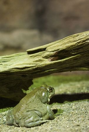green toad under a logの写真素材