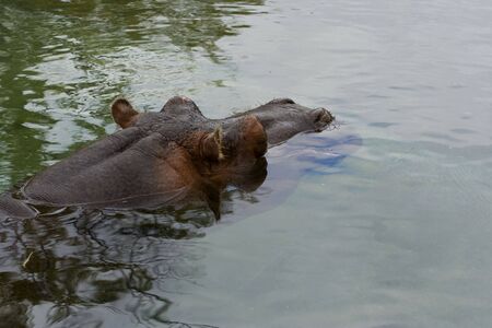 hippo in water with head sticking out