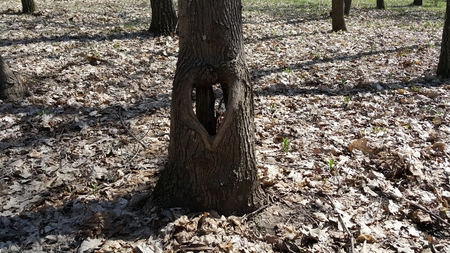 Love tree. Walking in the woods I discovered a hole in a tree in the shape of a heartの写真素材