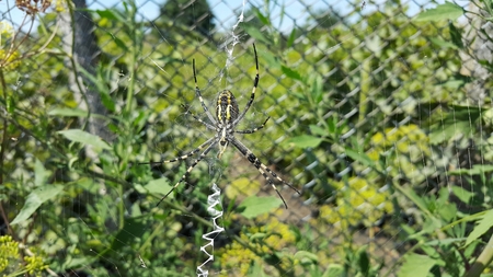 Arhipop Brunnich or Spider wasp. Spider wasp in grass under the sunの写真素材