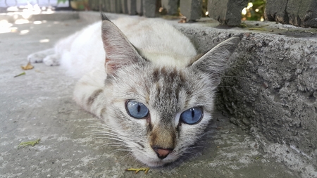 Blue-eyed cat lays in the shade hiding from the hot sunの写真素材