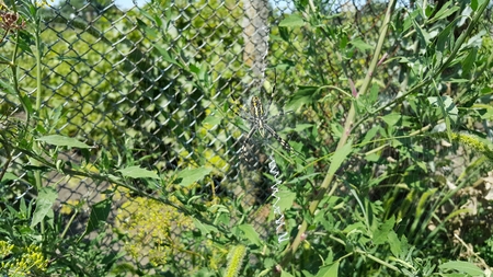 Arhipop Brunnich or Spider wasp. Spider wasp in grass under the sunの写真素材