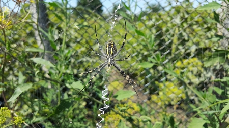 Arhipop Brunnich or Spider wasp. Spider wasp in grass under the sunの写真素材