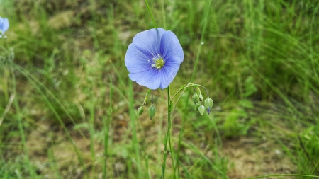 Purple flax flower. Flax close-upの写真素材