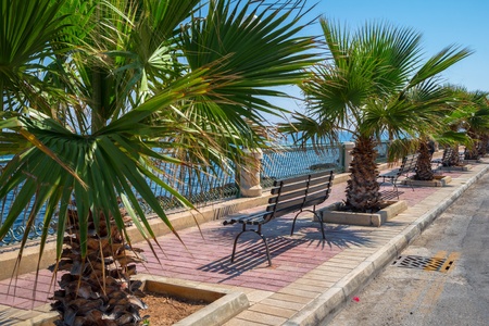 Palm trees promenade on a sunny day の写真素材