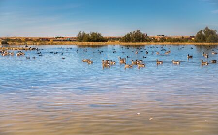 Group of ducks in the lake of Villafafila in Zamora, Spain の写真素材
