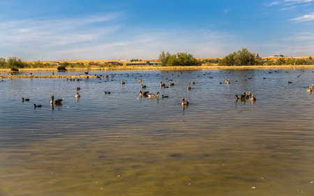 The lake of Villafafila full of ducks の写真素材