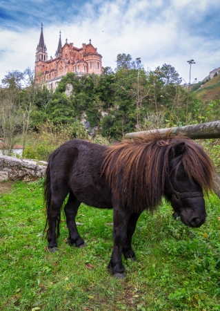 Small pony resting with the Basilica of Covadonga in the background の写真素材