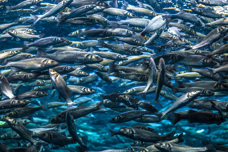 Enormous amount of fishes swimming around in a tank の写真素材