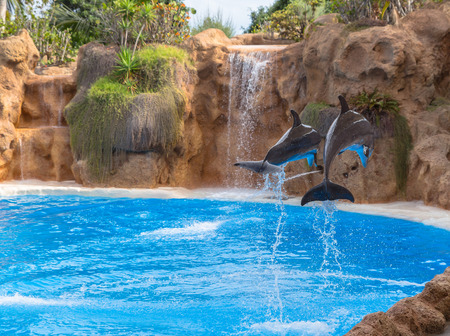 Back side of a Couple of dolphins jumping in a park show の写真素材