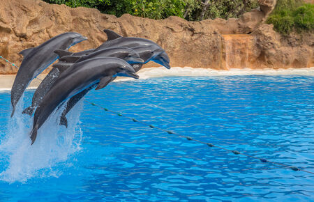 Dolphins jumping over a rope during a park show の写真素材