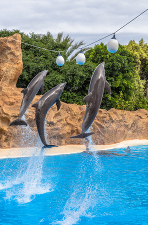 Dolphins jumping to reach balls during a park show の写真素材