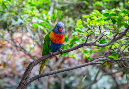 Rainbow Lorikeet, Trichoglossus haematodus, staring at camera の写真素材
