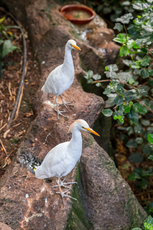 Great Egret, Ardea alba, with its white plumage and yellow beak の写真素材