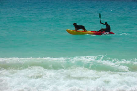 Dog in the boat on the seaの写真素材
