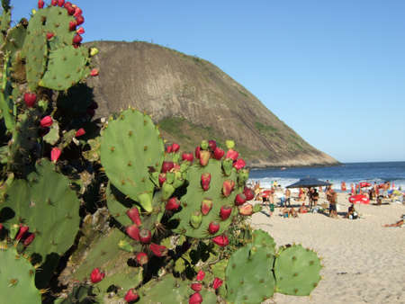 Cactus in Itacoatiara beach, niter Rio de Janeiro, Brazilの写真素材