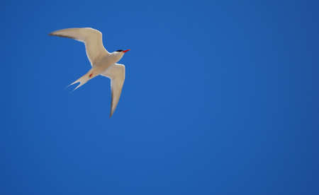 Flying seagull 