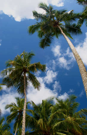 coconut palm-trees on the beach in maragogi, Brazil