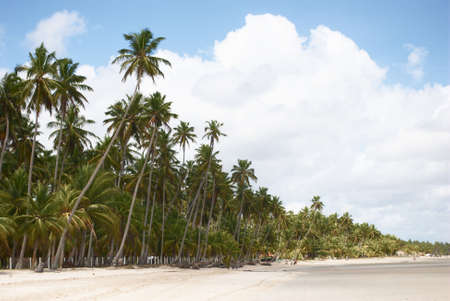 Palm-tree beach in Pernambuco,  Brazilの写真素材