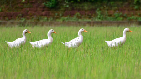 Ducks and family enjoying in paddyfiledsの写真素材
