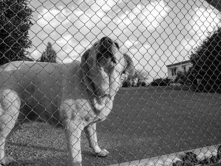 A dog behind a fenceの写真素材