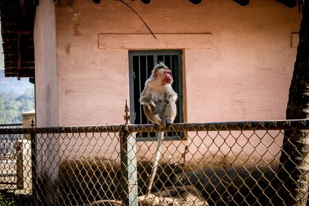A monkey sits on a fenceの写真素材