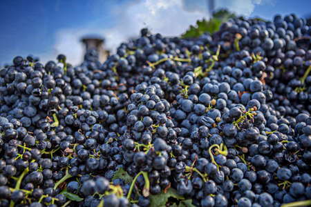 bunches of grapes in the tractor at harvestの写真素材