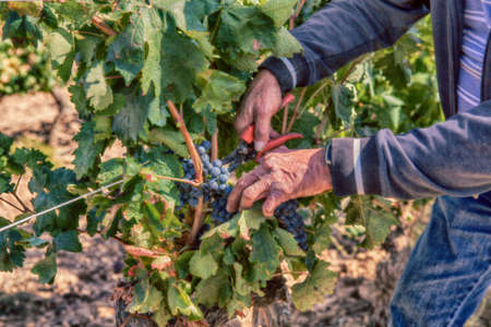 picking grapes at harvest in a vineyard in spainの写真素材