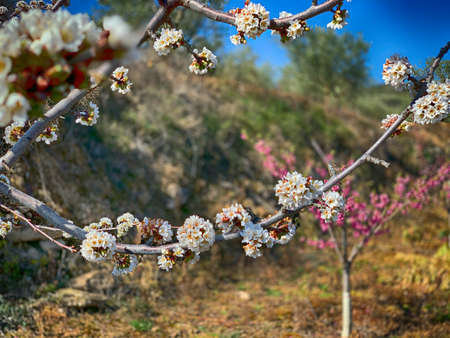 cherry blossom in springの写真素材
