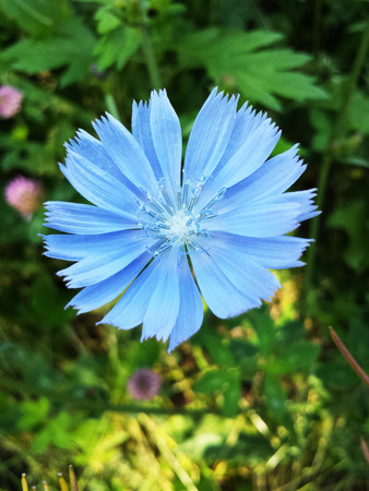 Blue flower of Chicory ordinary in summer day.の写真素材
